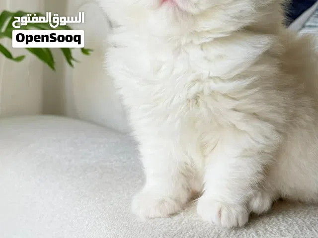 بسم الله ماشاء الله البسه لعبه الاسم منجا