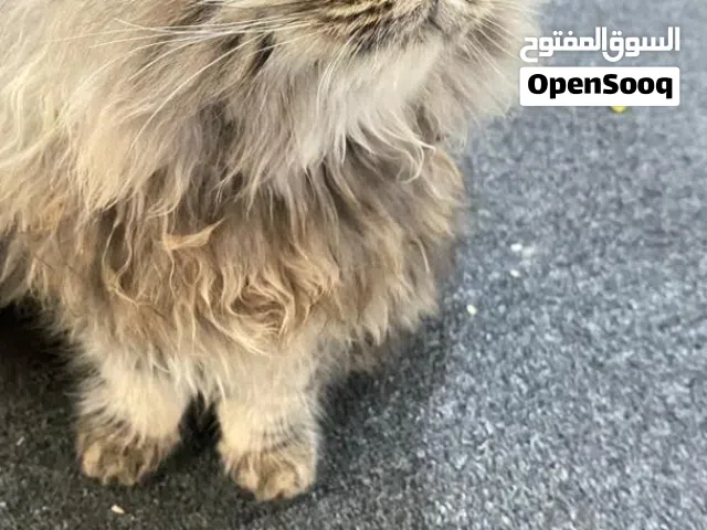 قطط شيرازي للبيع ذكر وانثى