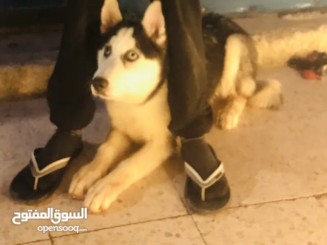 كلب هاسكي سريا