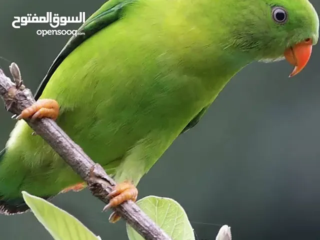الببغاوات الخضراء الكبار 15 ص. Green Parrots Adult
