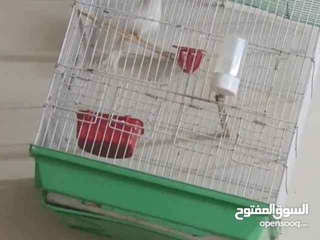 كناري للببع