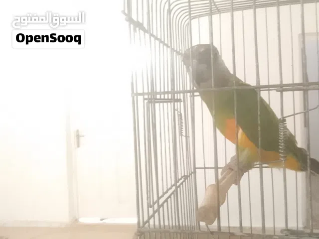 ببغاء سنغالي العمر ثمانيه اشهر