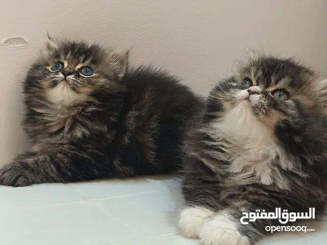 قطط شيرازي