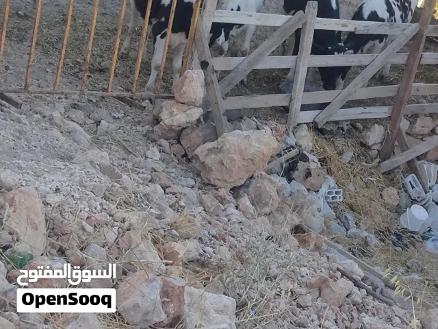 اربع عجلات صلات النبي مقنوه  الشرا يرن