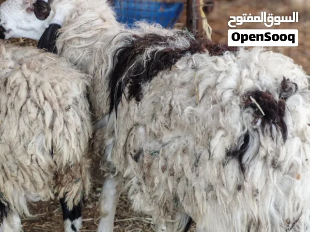 كبش عمره سنة للبيع