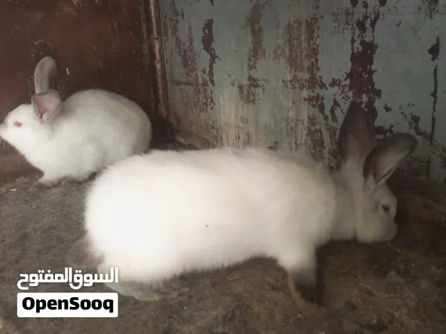 أرانب كلفورني