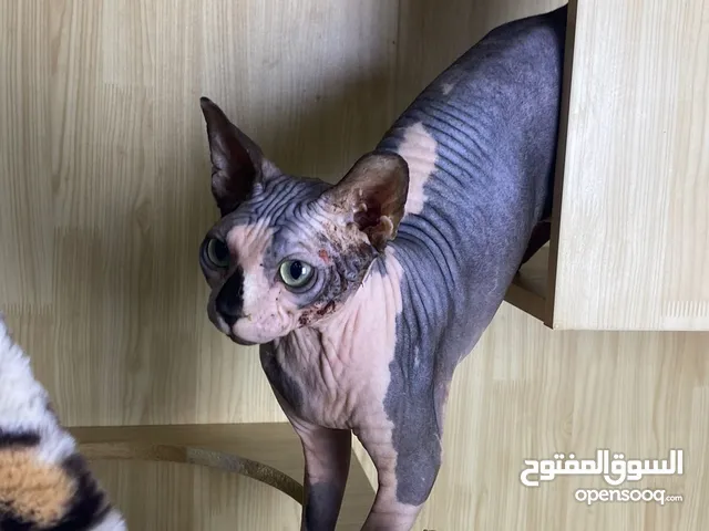 Sphynx Kitten