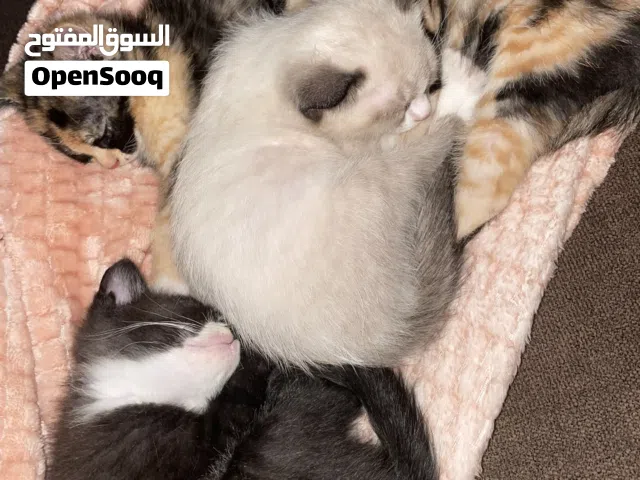 قطط سيامي للبيع