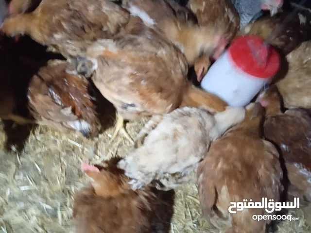 بيع دجاج الاحمر دكور