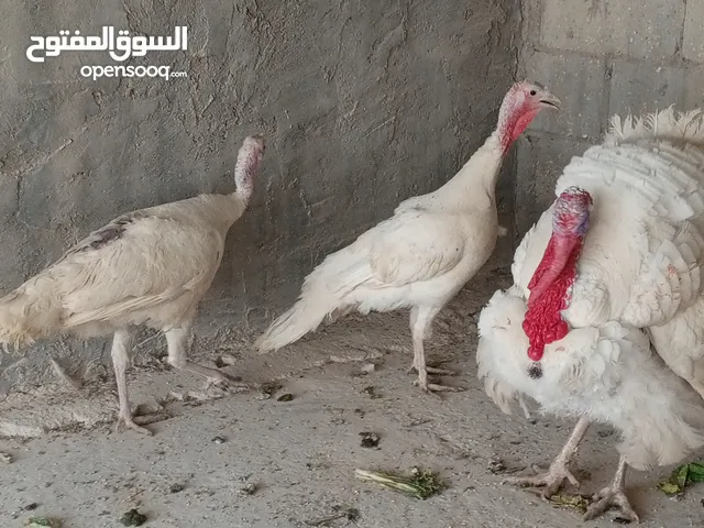 طقم حبش هولندي جانبو ذكر وفرختين شغلات أول خيرهن