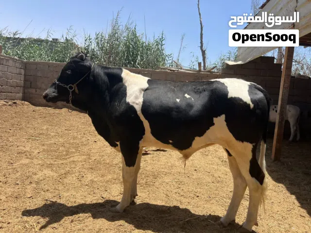 عجل استرالي للبيع