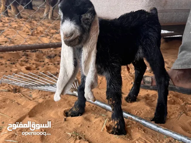 تيس وجفره صنف