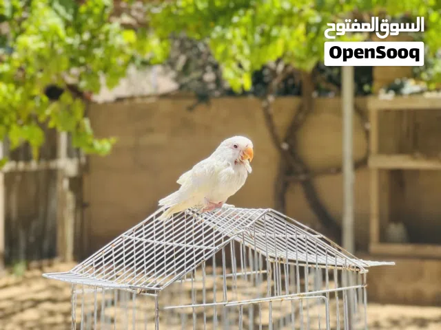 بركديلو مروض