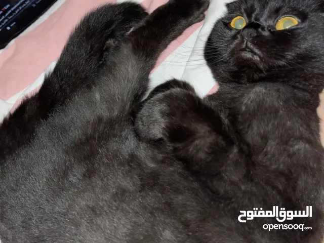 للبيع قطه سكوتش فولد