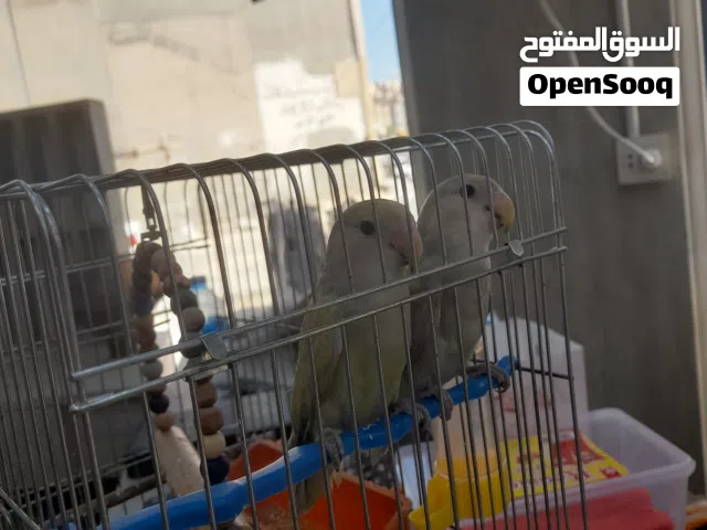 جوز عصافير روز للبيع