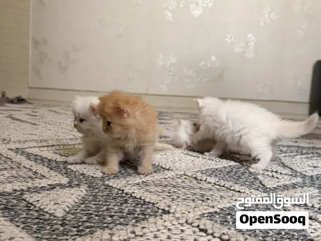 قطط شيرازي جولدن