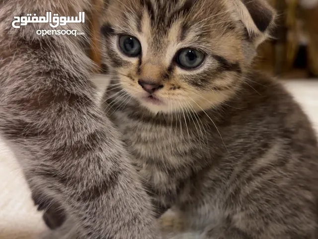 قطتين ذكر وانثى سكوتش فولد ًًًًًًًًًًًًًًًًًًًًًًًًًًًًًًًًًًًًًًًًًً ًًًًًًًًًًًًًًًً