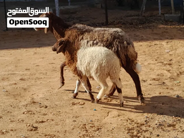 نعجه وطنيه الله يبارك تحتها خروف عمره ف4شهور وعشره تاني بادن الله سنها جامعه ضرعها سليم محصنه وسليمه