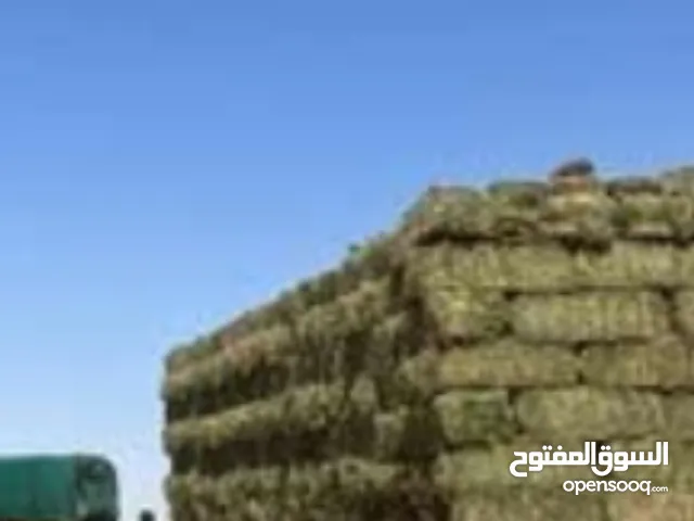 ابحث عن برسيم سعر طيب من المزرعه مع التوصيل خارج الرياض بعد الحصي للتواصل