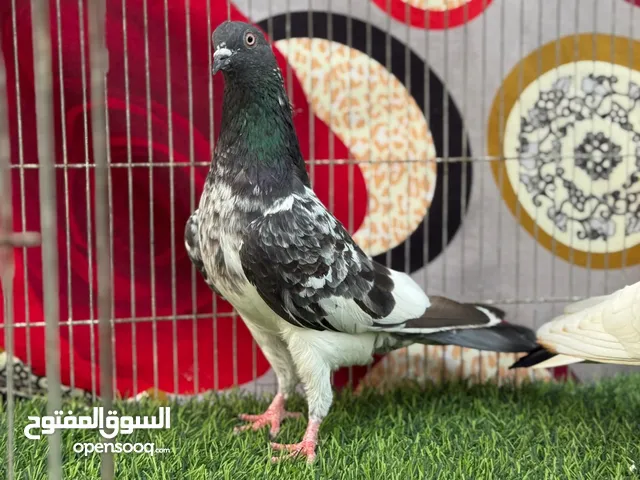 لعشاق الحمام الباكستاني الطيار باقوى انواعة