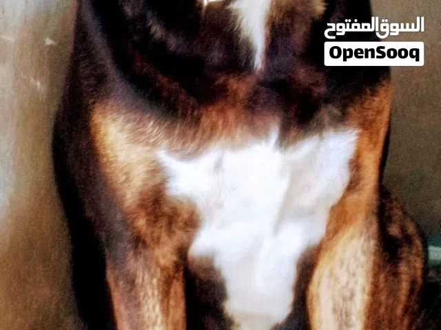 مطلوب أنثى بيتبول للبيع