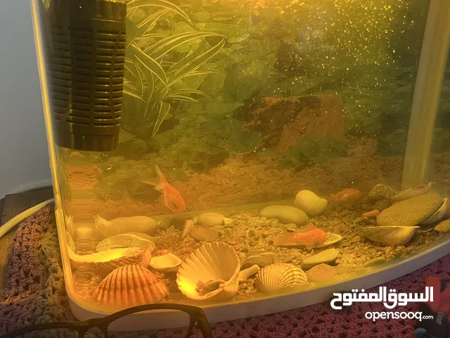 حوض سمك صغير