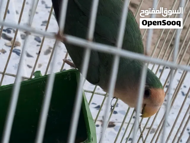 ربي يبارك للبيع عمرها اربع شهور السعر 120 دينار انثي روز