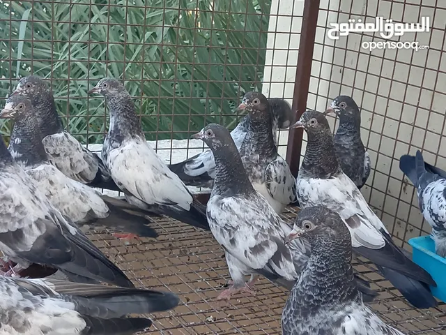 مجموعه فرووخ باكستانيه