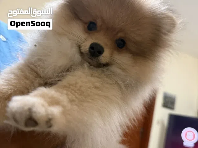 جلب بمرينيان