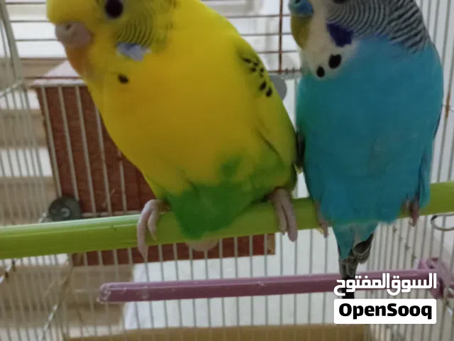 السلام عليكم  الله يبارك  كوبيا بقلينو  المكان مصراته