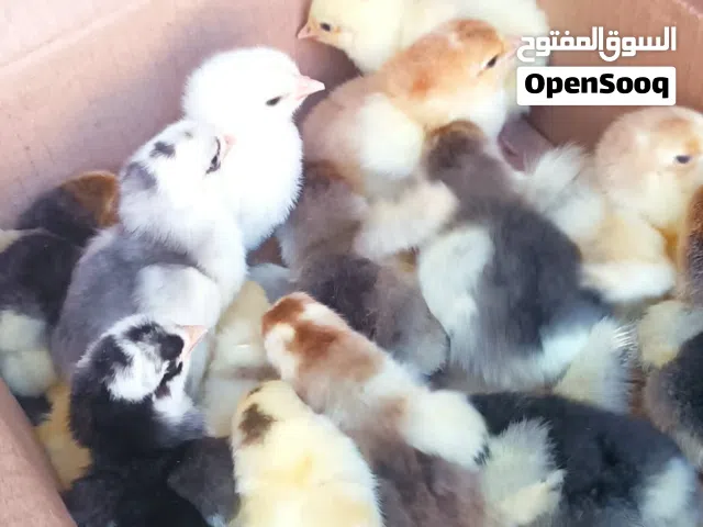 فلاليس برهما عملاق  زهري بورسلان