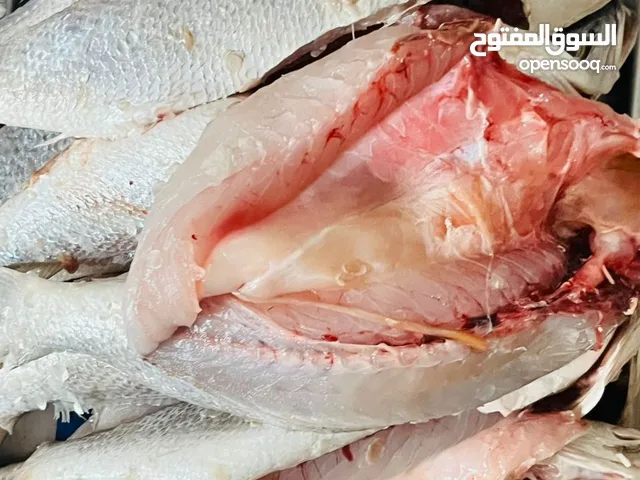 تجارت الاسماك و الروبيان الطازج