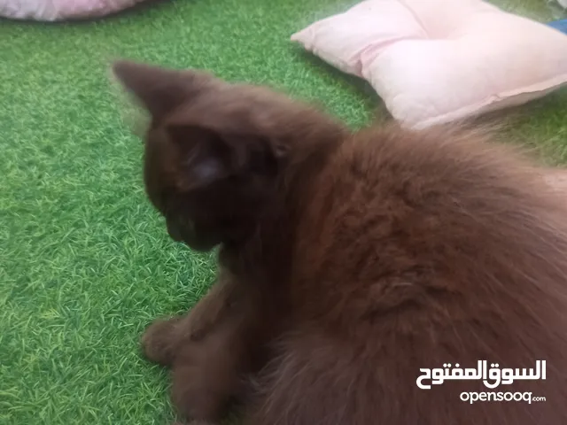قطة يورك الأمريكية النادره