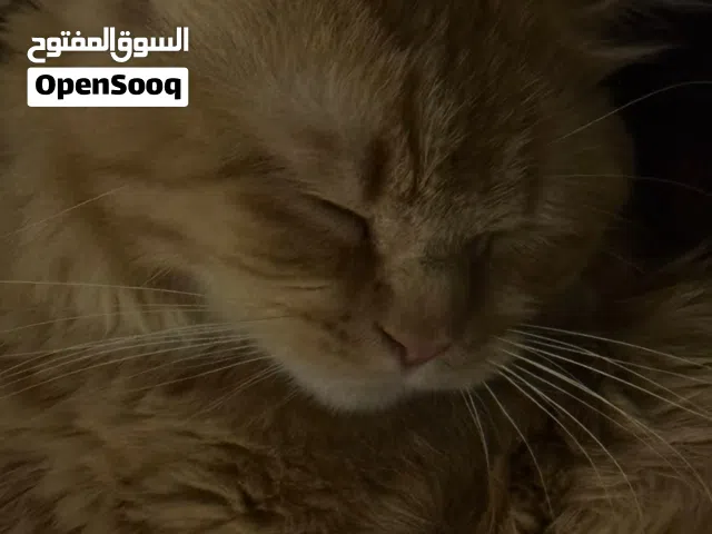 قط شيرازي للتبني