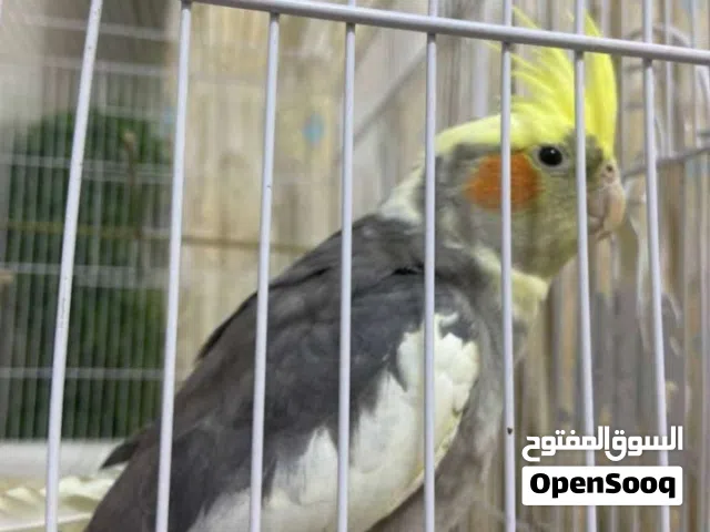 طير كوكتيل