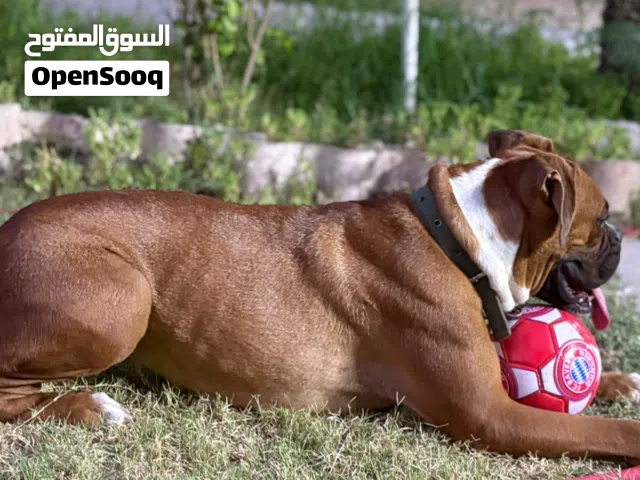 نثيه بوكسر الماني بيور