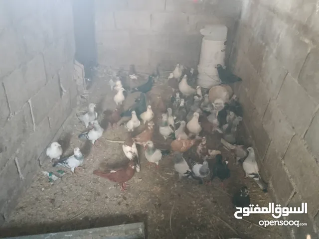 حمام مشكل للبيع كوم كامل