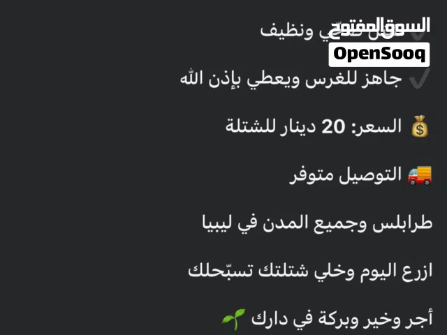 شتلات زيتون ارباكينا الاسباني