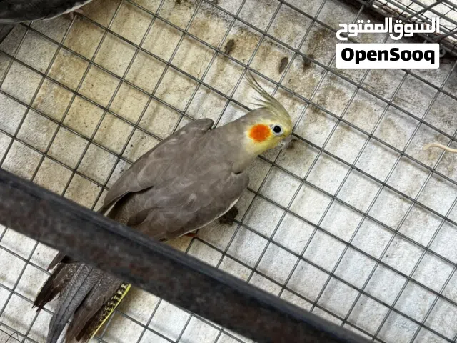 كوكتيل عادي