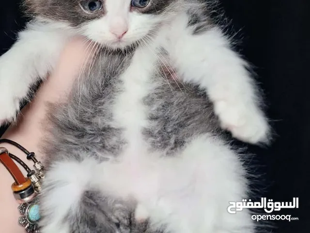 متوفر قطط راغدول عيون زرق  العمر شهرين