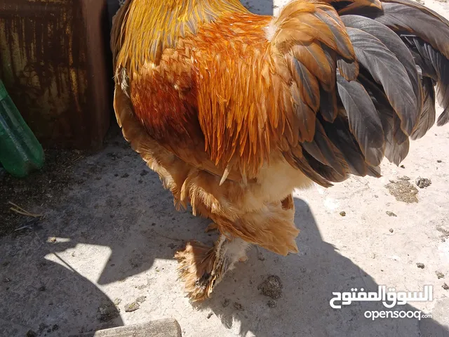 صيصان براهما تركي بف المصوف للبيع