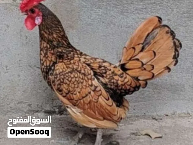 دجاج اسباني سبرايت نمري