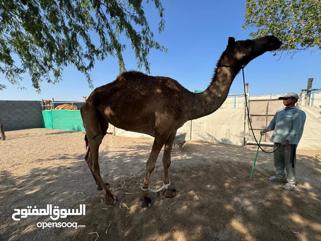 انا مجرد ناشر الرقم موضح ف تفاصيل