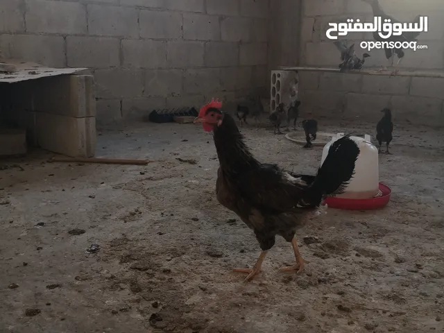 جاج بلدي للبيع