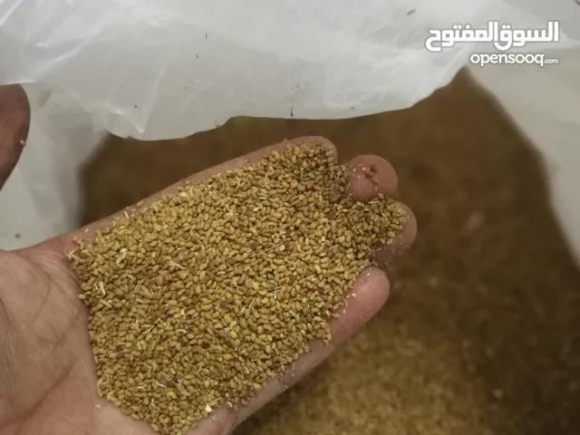 لبيع بذر قت عمانيه