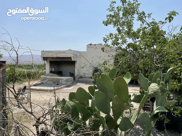 مزرعة للحمضيات مزروعة على الشارع الرئيسي في المشارع