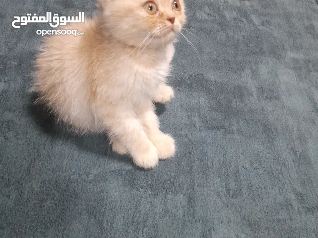 كتن قط سكوتش فولد شورت هير العمر شهرين اقرأ الوصف