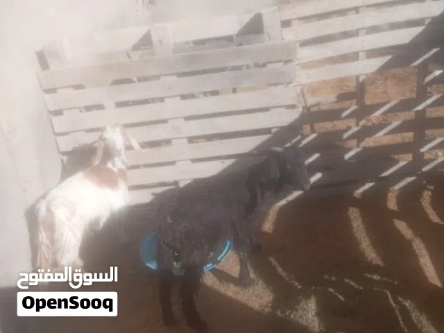 الله يبارك جدي وعناك