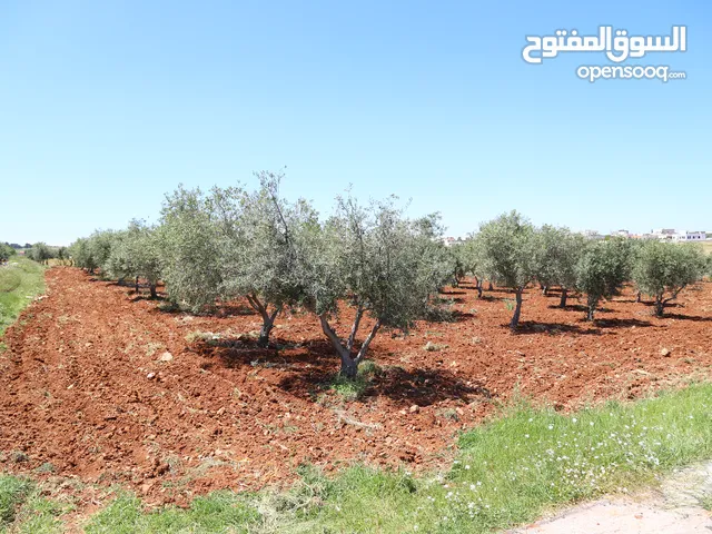 Farm Land for Sale in Madaba Al-Faisaliyyah