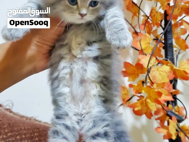 قطة شيرازي اصل انثى عمرها شهر وخمس ايام فقط